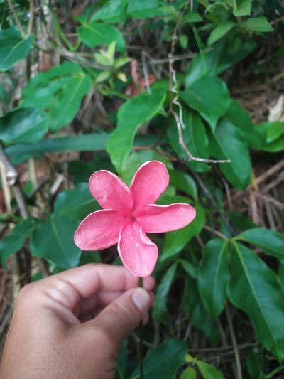 Psiguria ternata, photographed by Reinaldo de Oliveira Elias