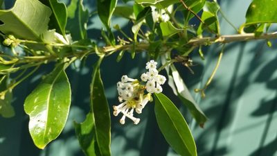 Cestrum diurnum, photographed by Michelle Sevcovas