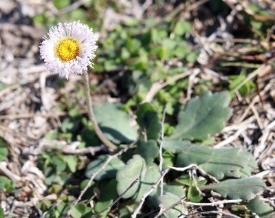 Erigeron procumbens, photographed by Lauren McLaurin