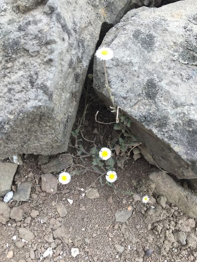 Erigeron leptorhizon, photographed by Círculo de Investigación en Taxonomía, Florística y Ecología Vegetal
