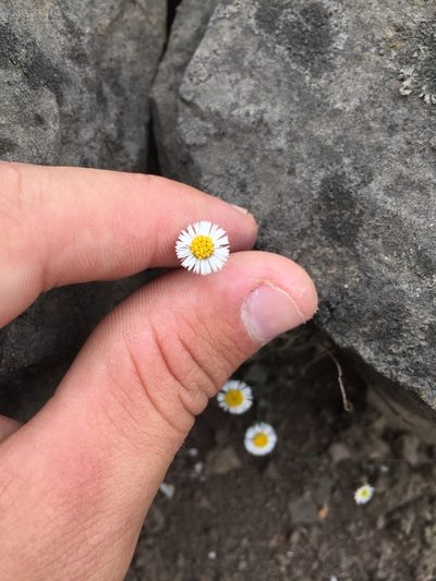 Erigeron leptorhizon, photographed by Círculo de Investigación en Taxonomía, Florística y Ecología Vegetal
