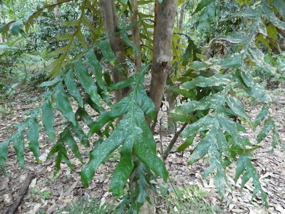 Musgravea heterophylla, photographed by Steve Fitzgerald