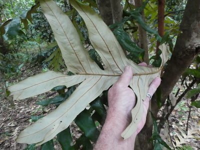 Musgravea heterophylla, photographed by Steve Fitzgerald