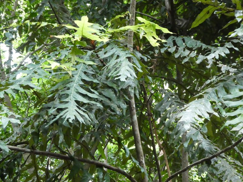 Musgravea heterophylla, photographed by Steve Fitzgerald