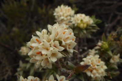 Pimelea aridula, photographed by Cara-Lisa Schloots