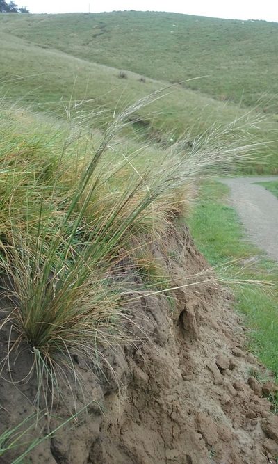 Austrostipa bigeniculata, photographed by Colin Meurk