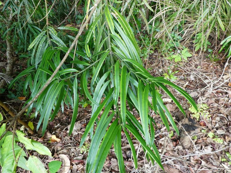 Podocarpus grayae, photographed by Steve Fitzgerald