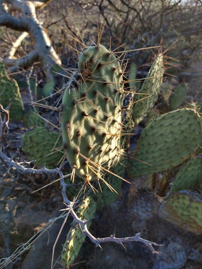 Opuntia comonduensis, photographed by Abraham Sánchez Romero