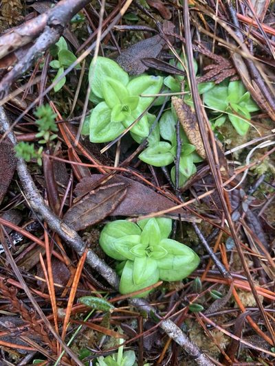 Gentiana douglasiana, photographed by Mark Worthing