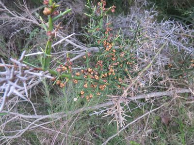 Colletia spinosissima, photographed by Rafael Tosi