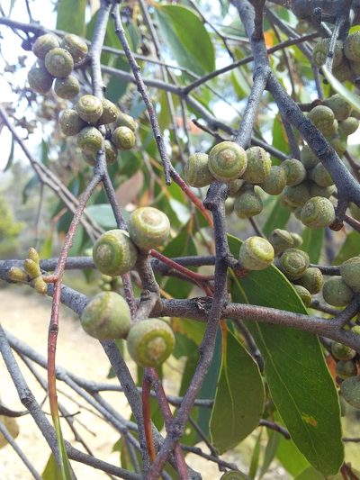 Eucalyptus baxteri, photographed by insiderelic