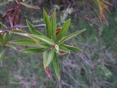 Baccharis punctulata, photographed by Rafael Tosi