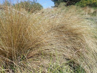 Chionochloa rubra, photographed by John Steel