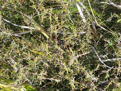 Coprosma elatirioides, photographed by John Steel