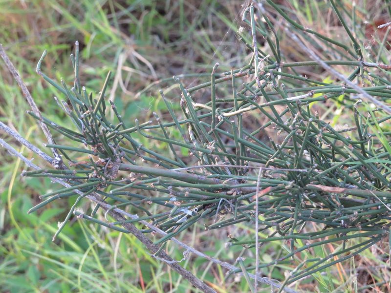 Ephedra tweedieana, photographed by Rafael Tosi
