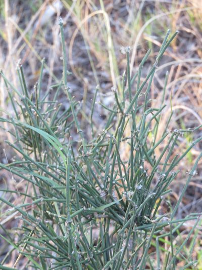 Ephedra tweedieana, photographed by Rafael Tosi