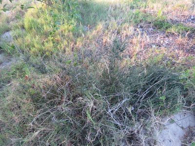 Ephedra tweedieana, photographed by Rafael Tosi