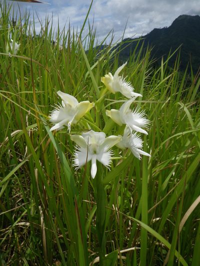 Pecteilis susannae, photographed by Oleg Kosterin