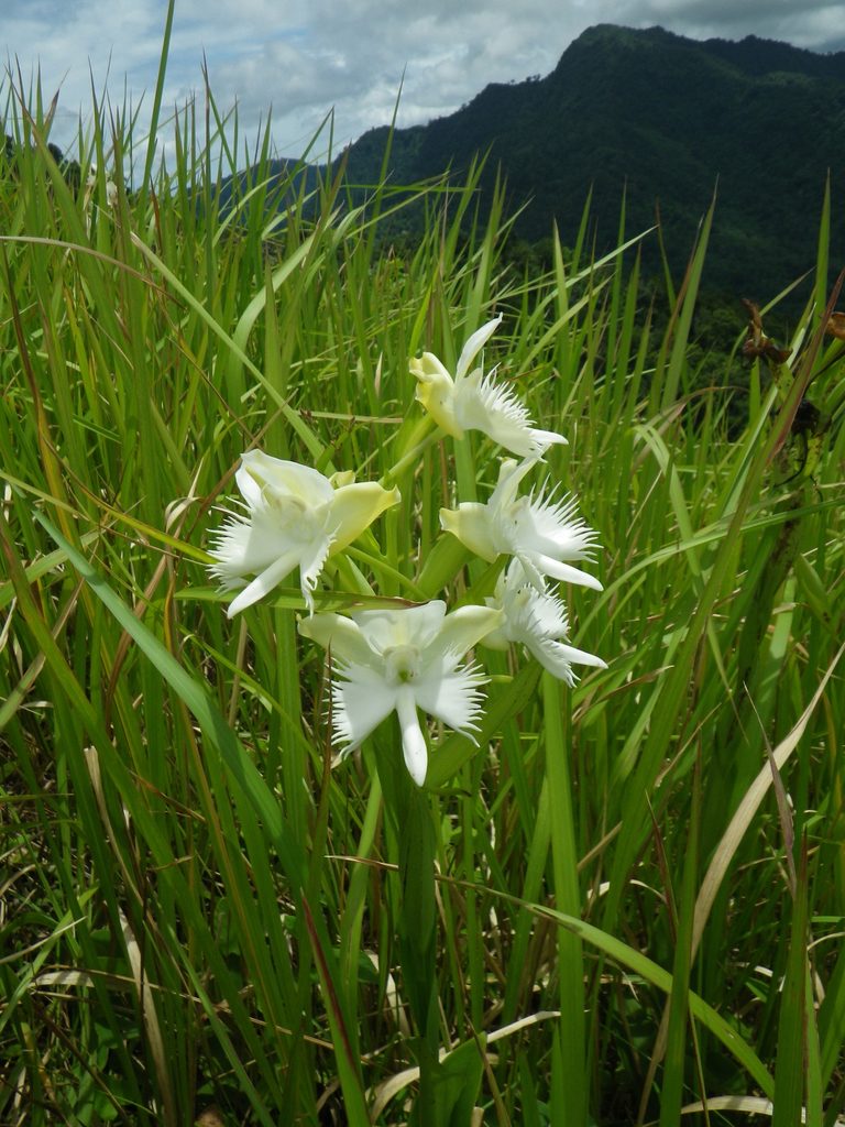Pecteilis susannae, photographed by Oleg Kosterin