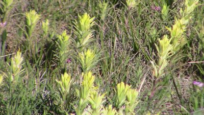 Castilleja citrina, photographed by Brad Banner