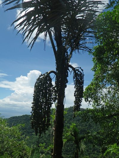 Arenga pinnata, photographed by Oleg Kosterin
