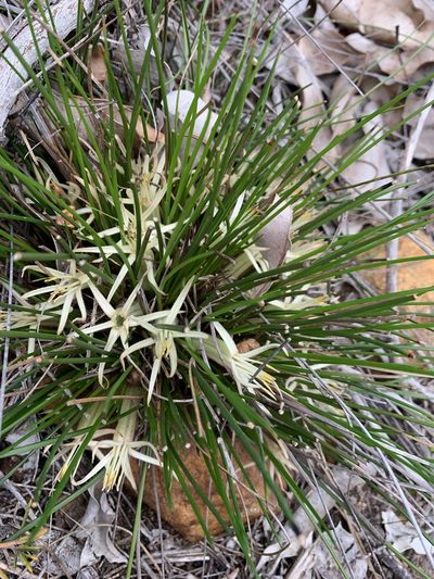Conostylis androstemma, photographed by Mark Cliff