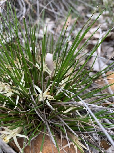 Conostylis androstemma, photographed by Mark Cliff
