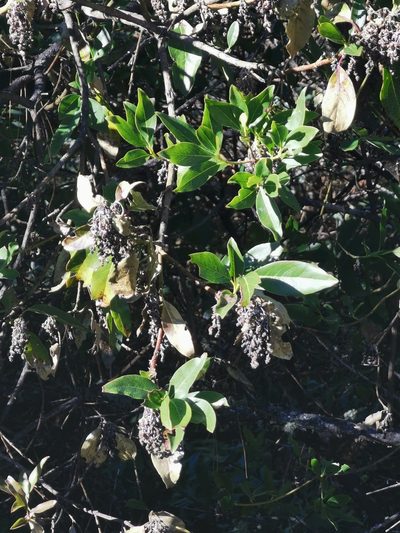 Garrya laurifolia, photographed by M. Socorro González Elizondo