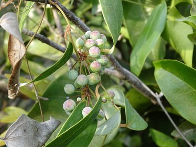 Smilax glabra, photographed by Toby Y