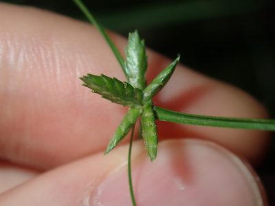 Cyperus gracilis, photographed by Thomas Mesaglio