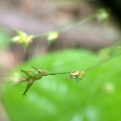 Carex radiata, photographed by Étienne Lacroix-Carignan