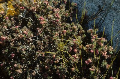 Erica haematocodon, photographed by Tom Lloyd Evans