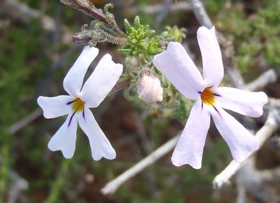 Jamesbrittenia tortuosa, photographed by Nicola van Berkel