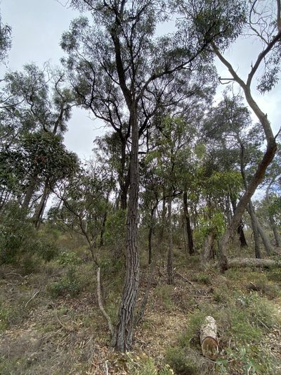 Eucalyptus tricarpa, photographed by Andrew Allen