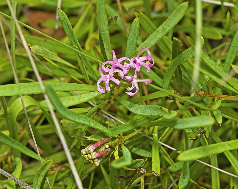 Grevillea leiophylla, photographed by Tony Eales