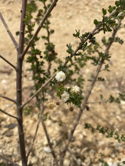 Acacia mitchellii, photographed by Andrew Allen