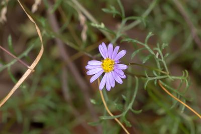 Brachyscome multifida, photographed by Andrew Allen