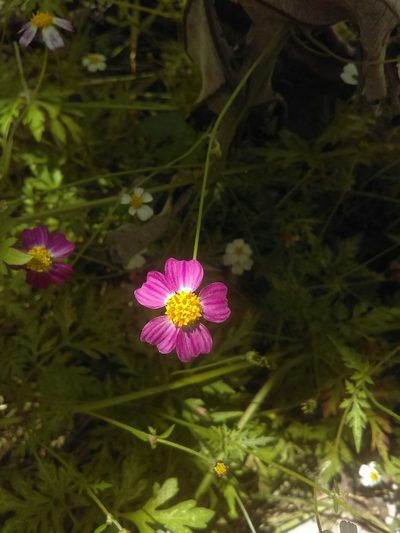 Bidens aequisquama, photographed by Jose Antonio Aranda Pineda