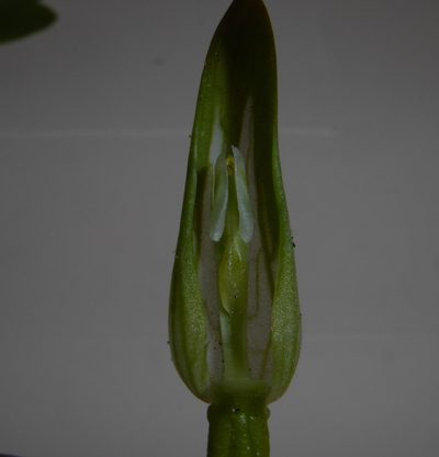 Pterostylis venosa, photographed by Cara-Lisa Schloots