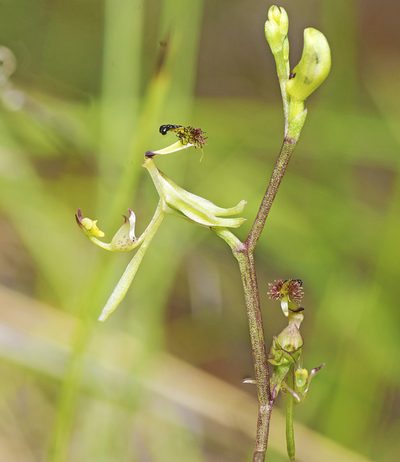 Arthrochilus prolixus, photographed by Tony Eales