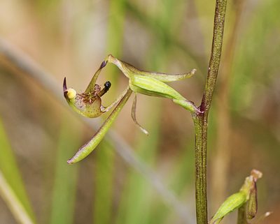 Arthrochilus prolixus, photographed by Tony Eales