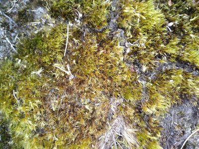 Campylopus clavatus, photographed by Leon Perrie