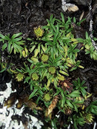Abrotanella pusilla, photographed by naturewatchwidow