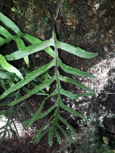 Zealandia novaezealandiae, photographed by naturewatchwidow