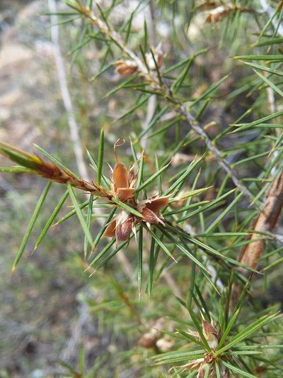 Pultenaea acerosa, photographed by insiderelic