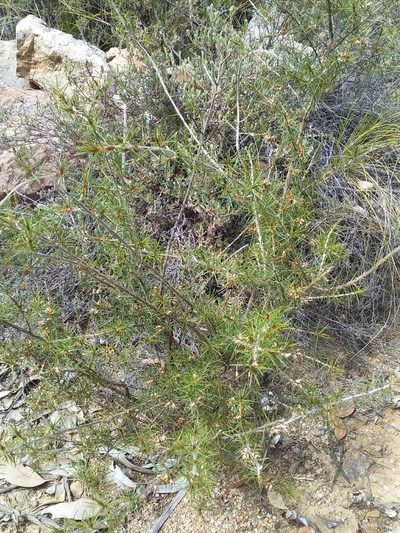 Pultenaea acerosa, photographed by insiderelic