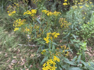 Senecio linearifolius, photographed by Dylan Wishart