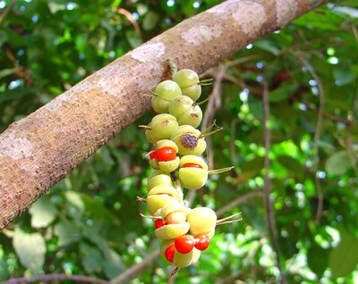Alchornea cordifolia, photographed by Jean-Paul Boerekamps