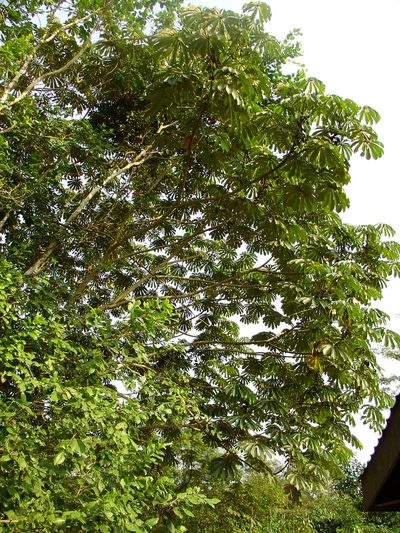 Musanga cecropioides, photographed by Jean-Paul Boerekamps