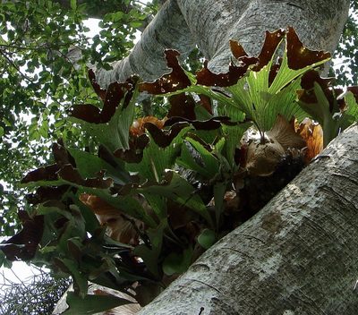 Platycerium stemaria, photographed by Jean-Paul Boerekamps